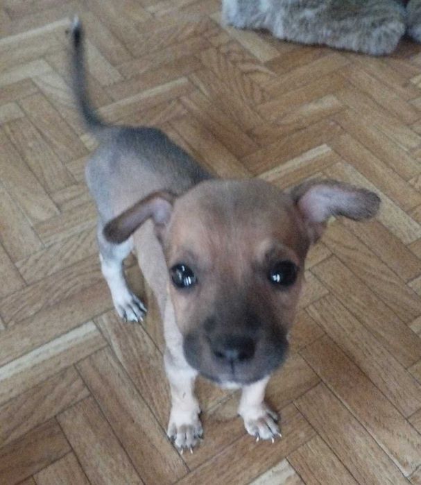 Щеночки в добрые руки