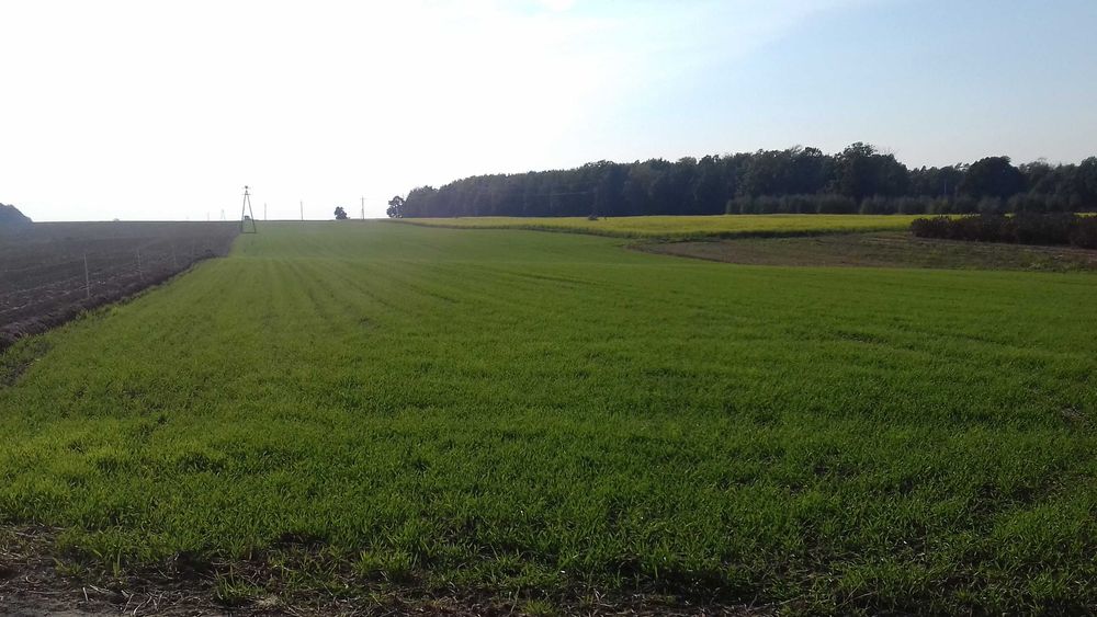 Sprzedam działkę budowlaną Kaleń / Rawa Mazowiecka