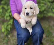 Golden retriever szczeniak