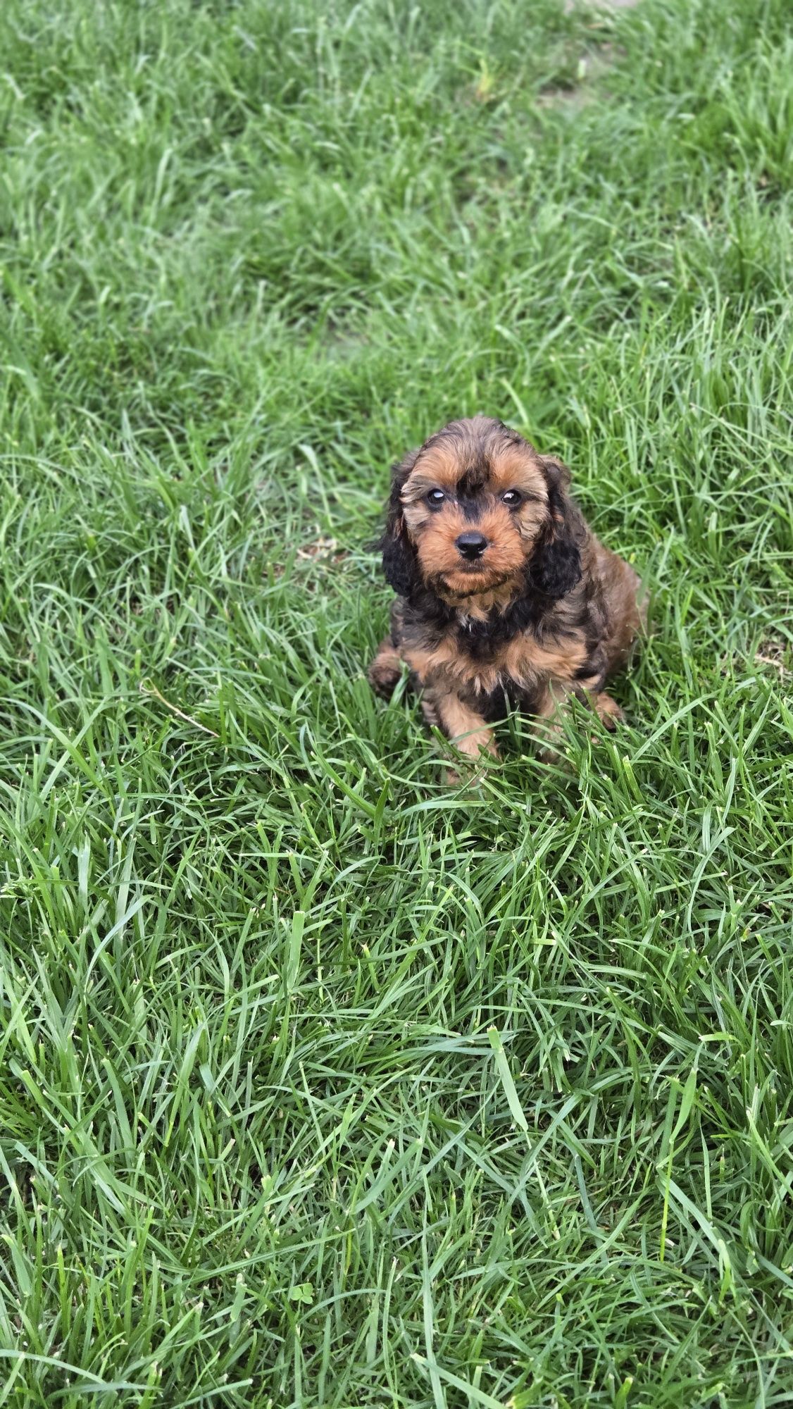 Cavapoo piesek F1 w extra cenie