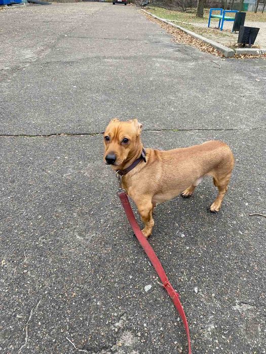 Рыжий такса бесплатно в добрые руки