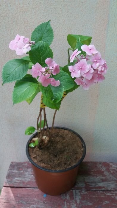 Гортензия  крупнолистная хамелеон в горшках