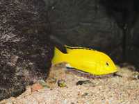 Sprzedam Pyszczaki Malawi:Labidochromis caeruleus yellow kakusa