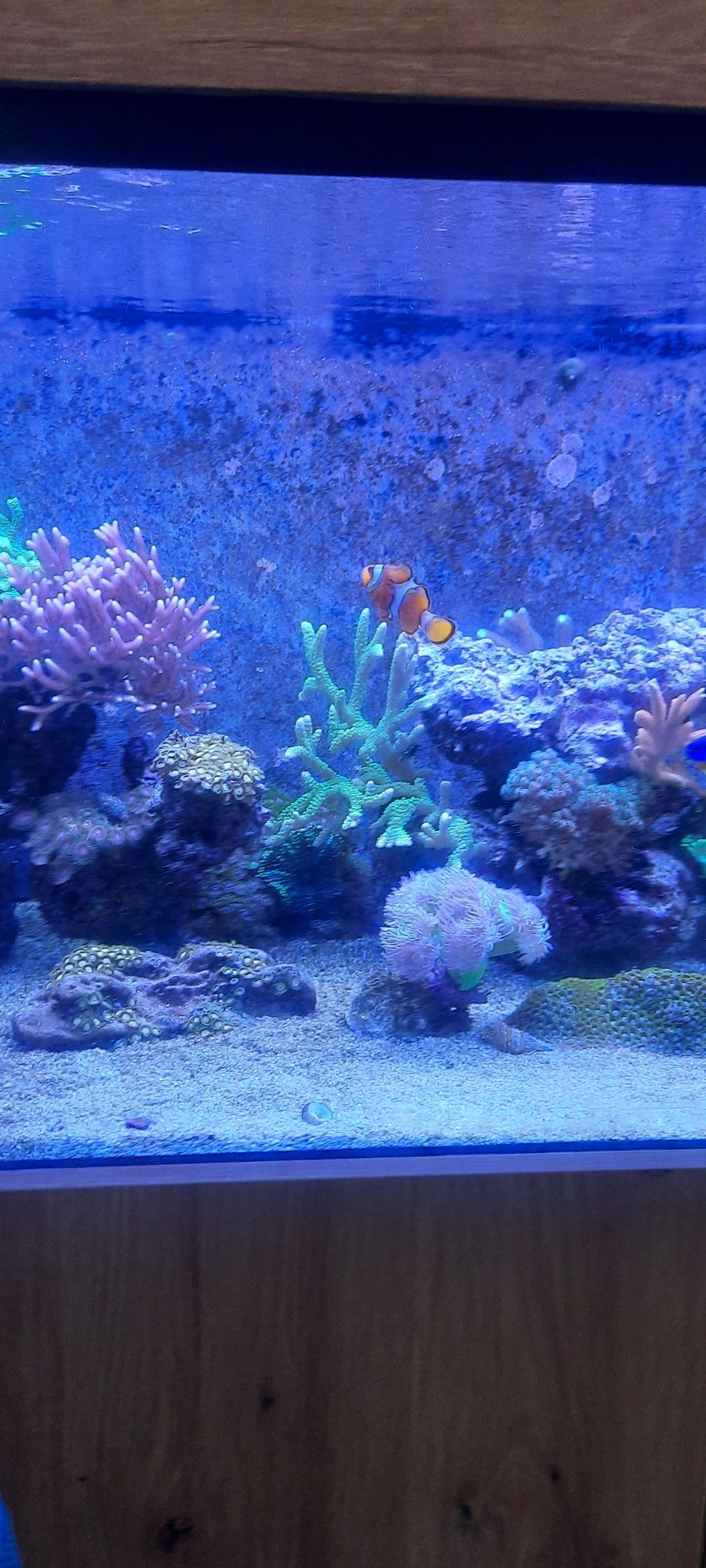 Peixes e Corais Reef