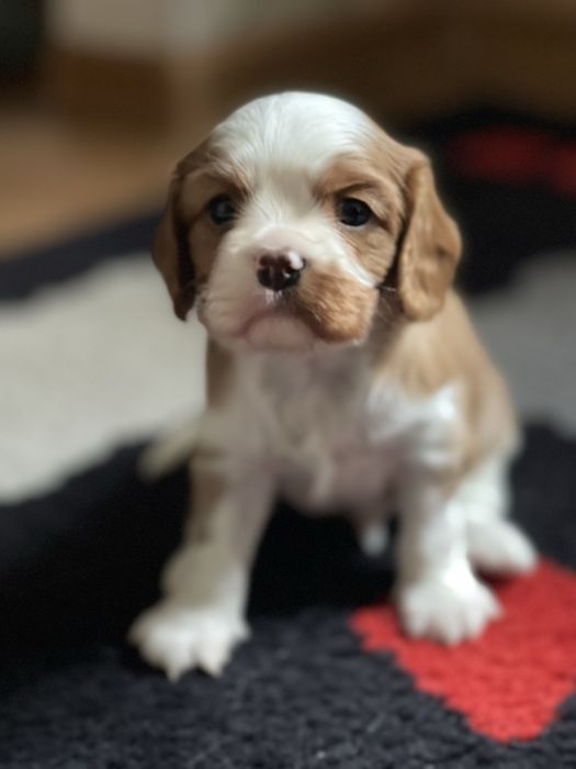 кинг-чарльз-спаниель