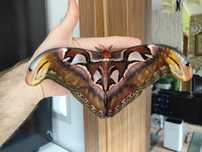 20 jaj Attacus atlas, Ćma, Motyl