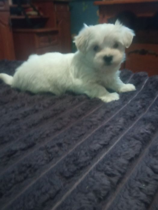 Продам цуценят мальтіпу