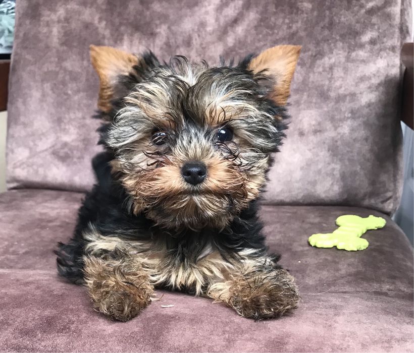 Маленькі    друзі