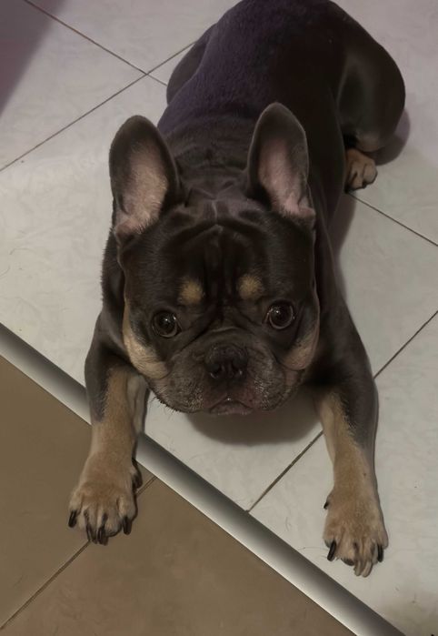 Bulldog Francês para Cruzas (Blue Tan)