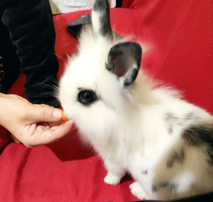 Декоративний кролик