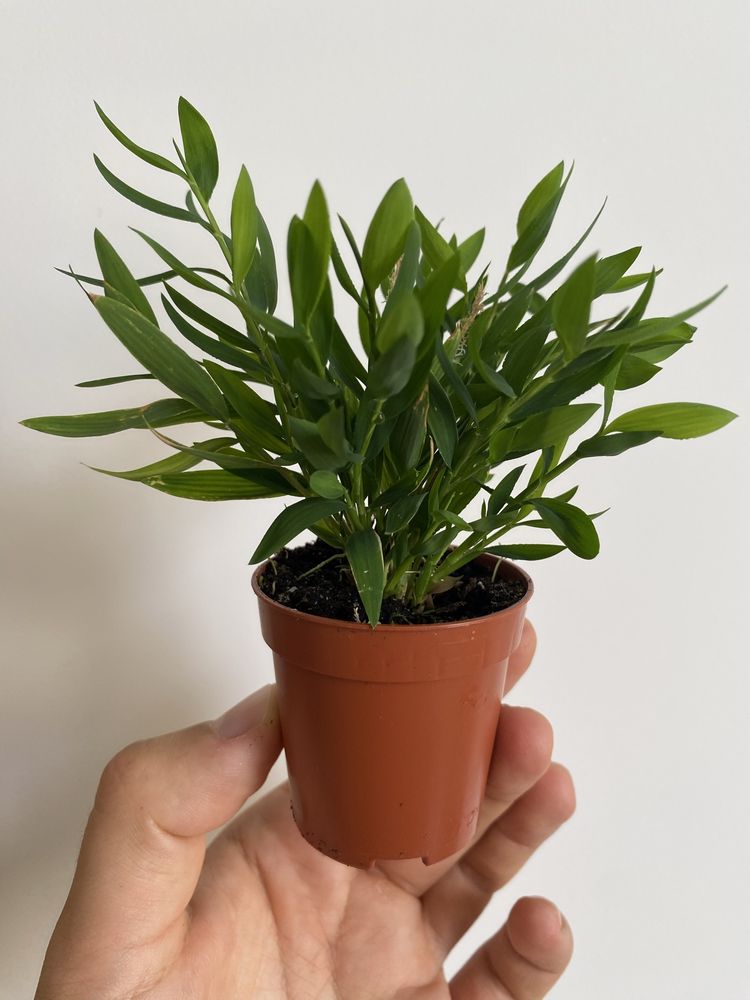 Miniaturowy bambus do terrarium Pogonatherum paniceum
