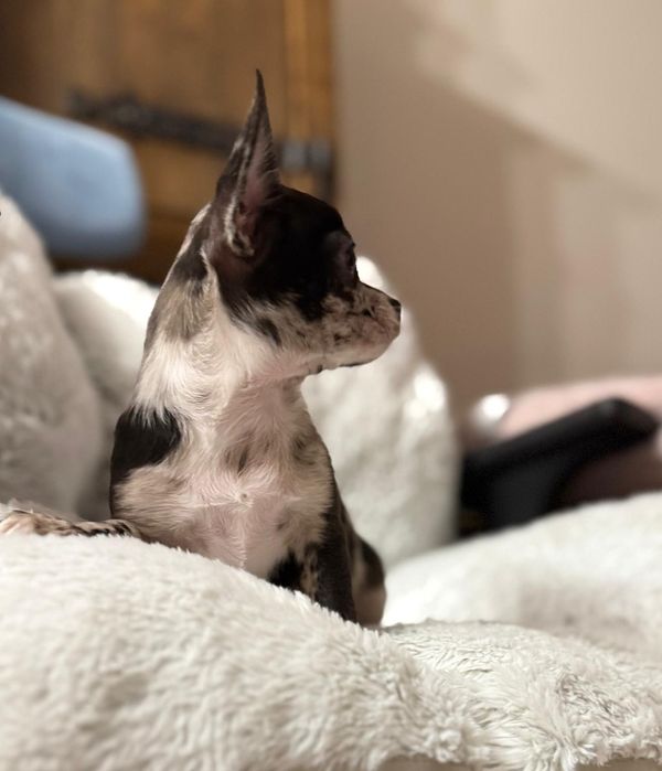 Piesek chichuahua krótkowłosy