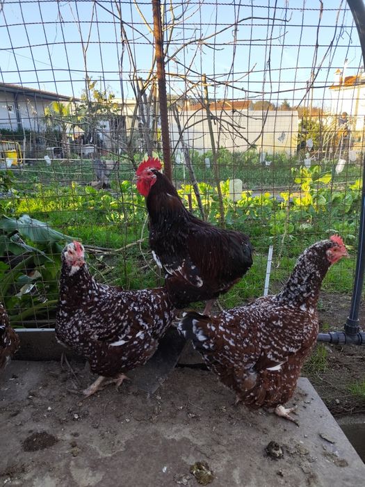 Ovos de tricolor férteis