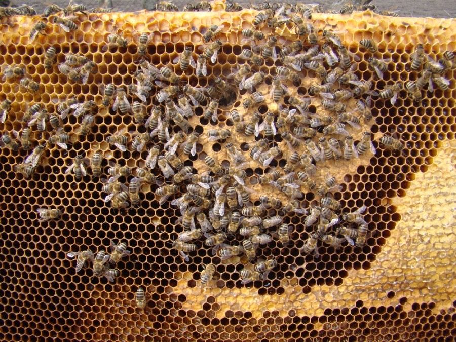 Бджоло пакети тільки самовивіз
