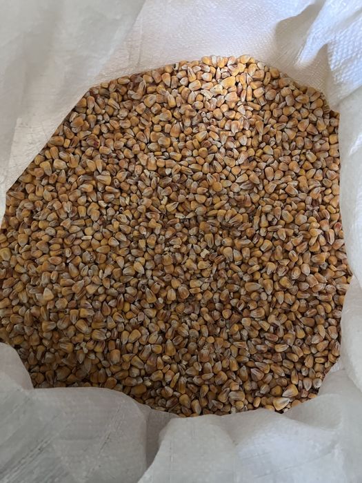 Kukurydza sucha workowana 2025