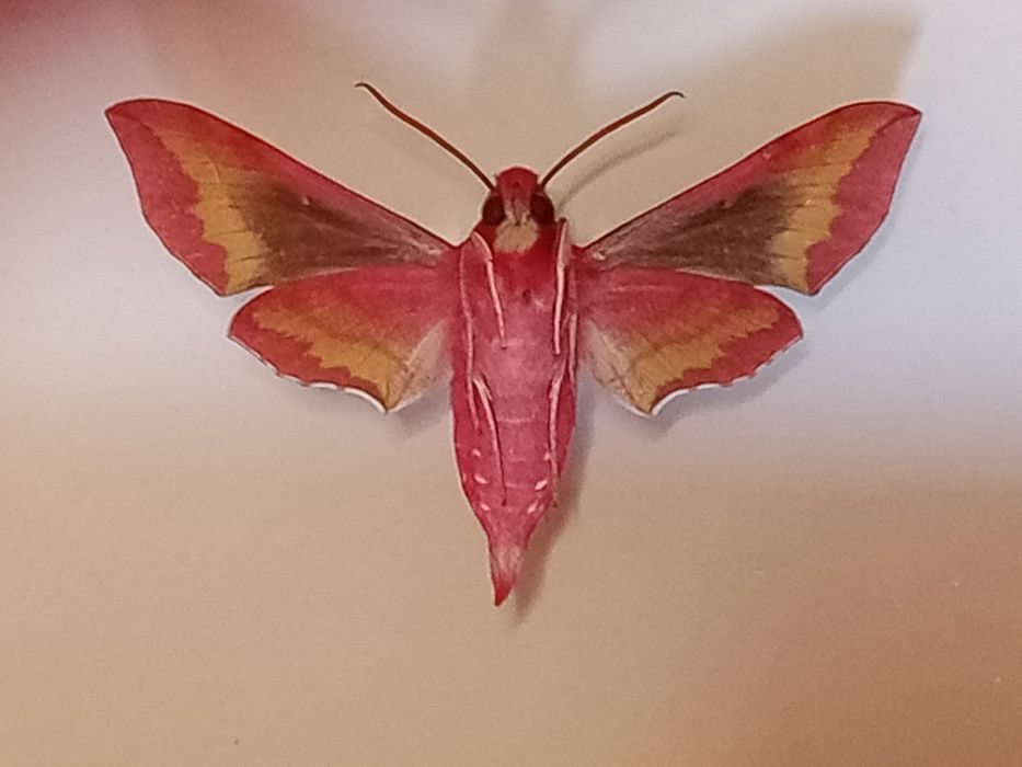 Różowy motyl w ramce 10x8cm . Zmrocznik Pazik .