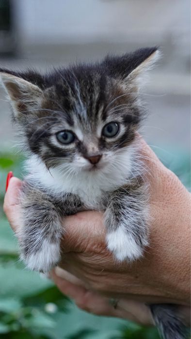 Котята в хорошие руки