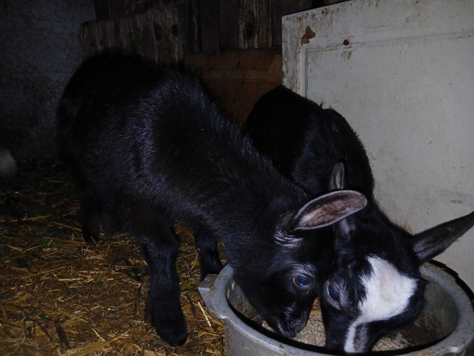 Cabritinhas micro anas