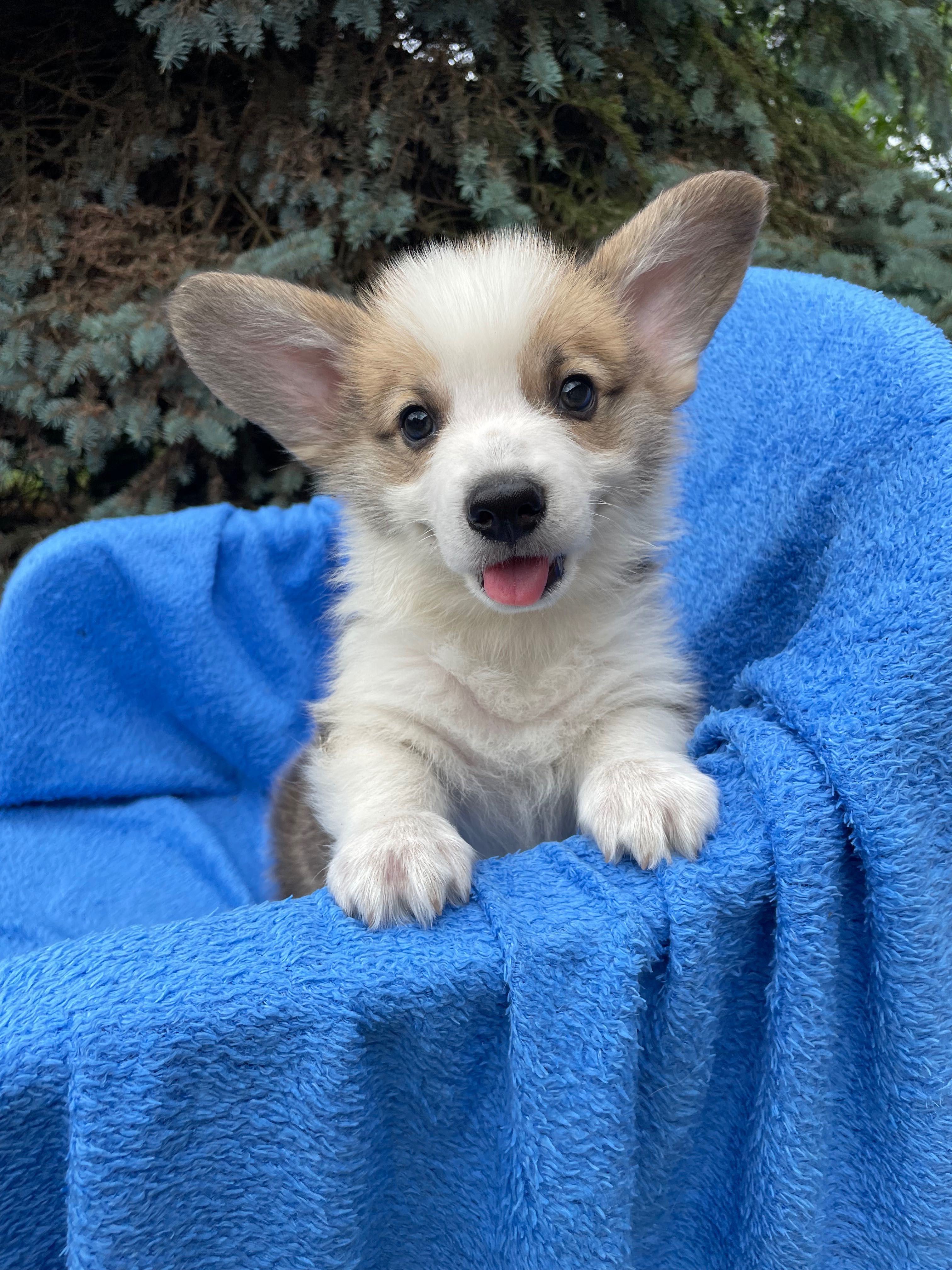 Samiec Welsh Corgi Pembroke