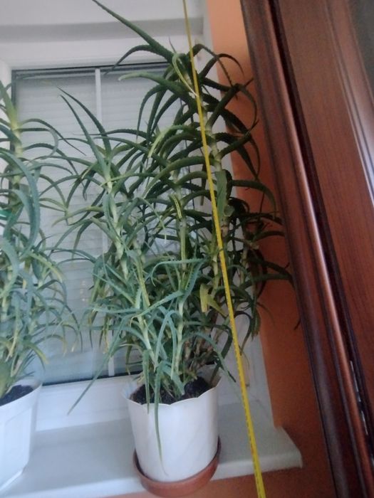 Aloes duży w doniczce 7/8 lat