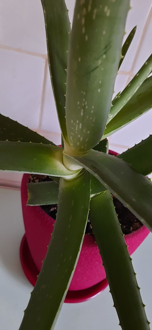АЛОЕ ВЕРА лікувальний домашній, вазон ALOE VERA комнатный, квітка Алоє