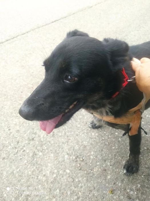 Bruno piesek do adopcji schronisko sokołów