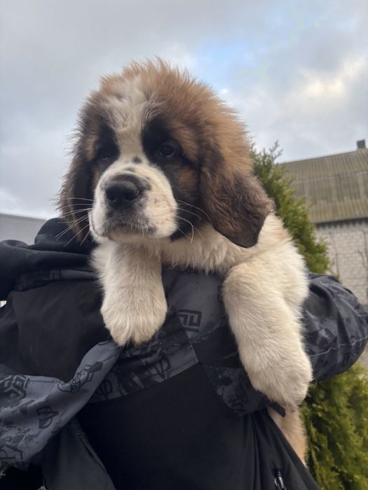 Продаються Цуценята сенбернара