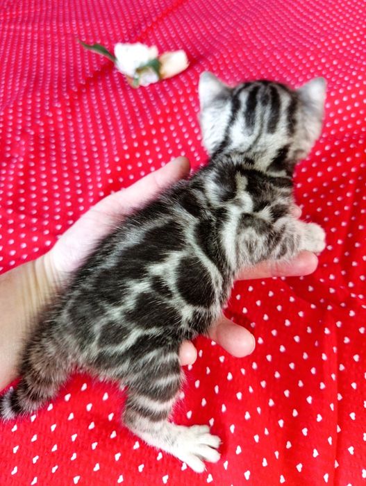 Бенгальский котик серебро Silver