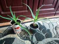 49. Aloes, aloes