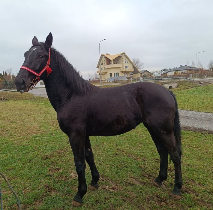 Klacz Śląska 17 miesięcy 165 cm