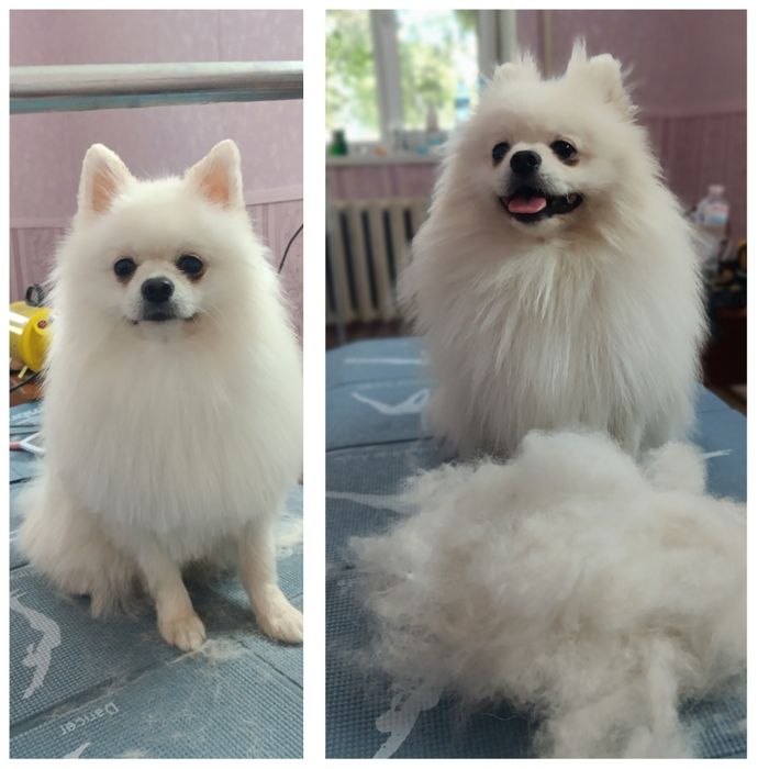 Стрижка собак та котиків