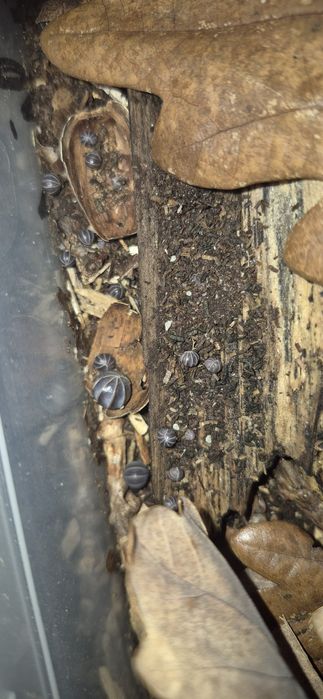 Armadillidium officinalis 10/15szt