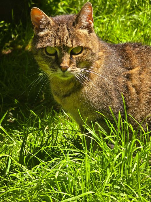 Trufla - piękna kotka szyka domu, adopcja, kot, szykam kota