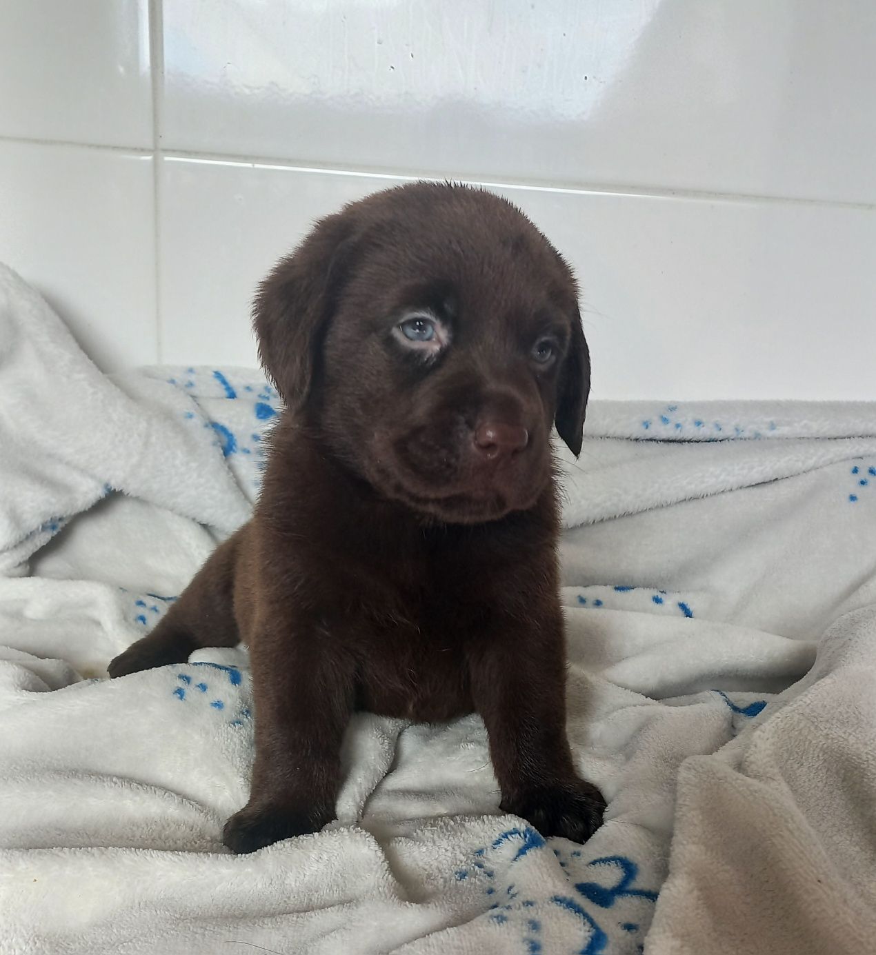 Labrador Retriever Chocolate com Lop e Afixo