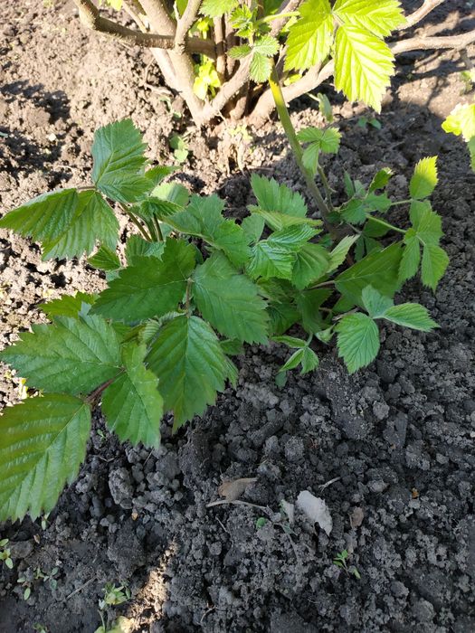 Ежевика  без шипов.