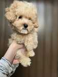 Maltipoo/ chłopczyk