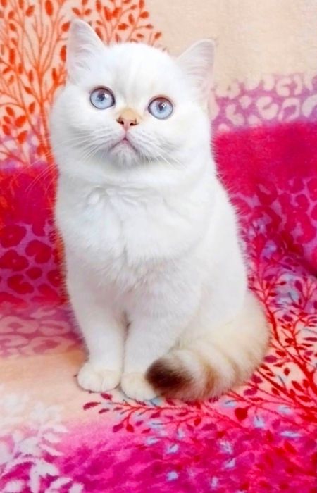 Чудо маленьке дівчинка красунечка шиншилка