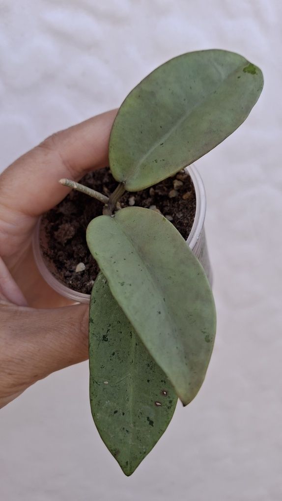 hoya  РІЗНИХ  срібних сортів хойя