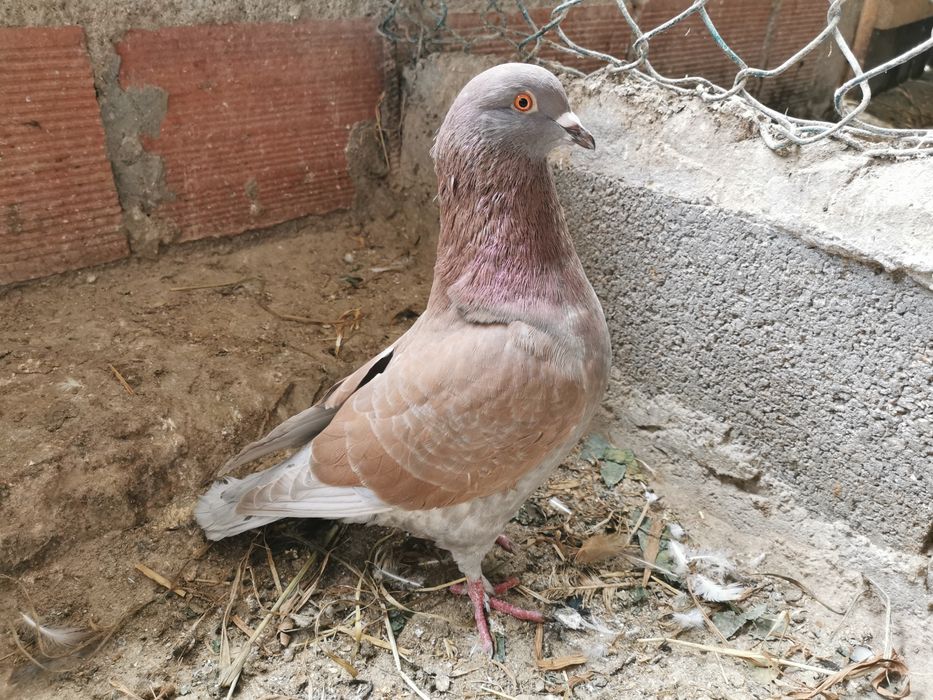 Pombo macho cruzado romano x king