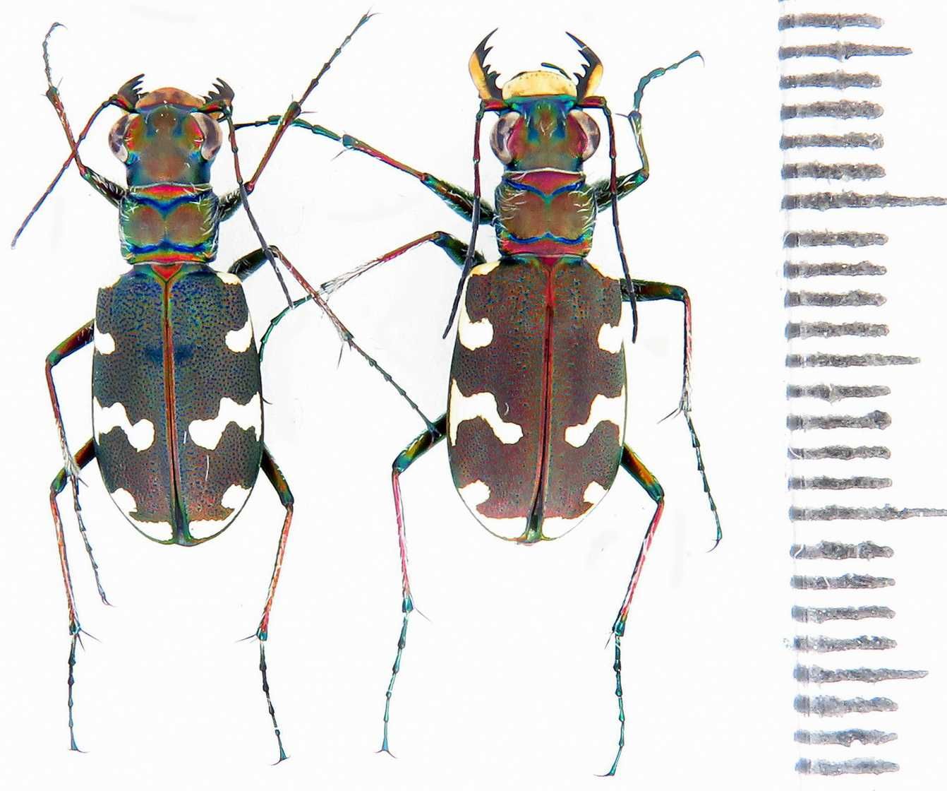 скакун Cicindela коллекция насекомые комахи, жуки, ентомология наука