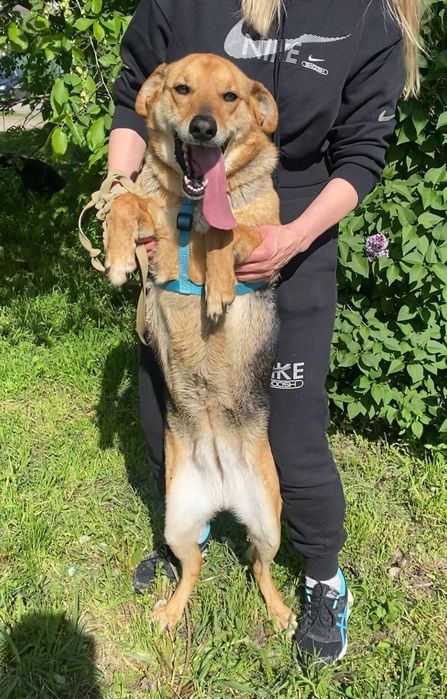 Собачка Дорі терміново потрібен дім