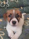 Jack Russell Terrier-Piesek Etan ( gotowy do Odbioru)