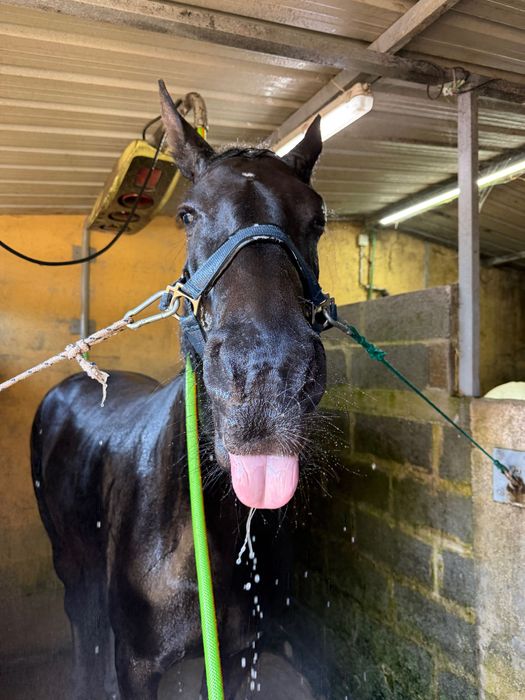 Égua puro sangue lusitano