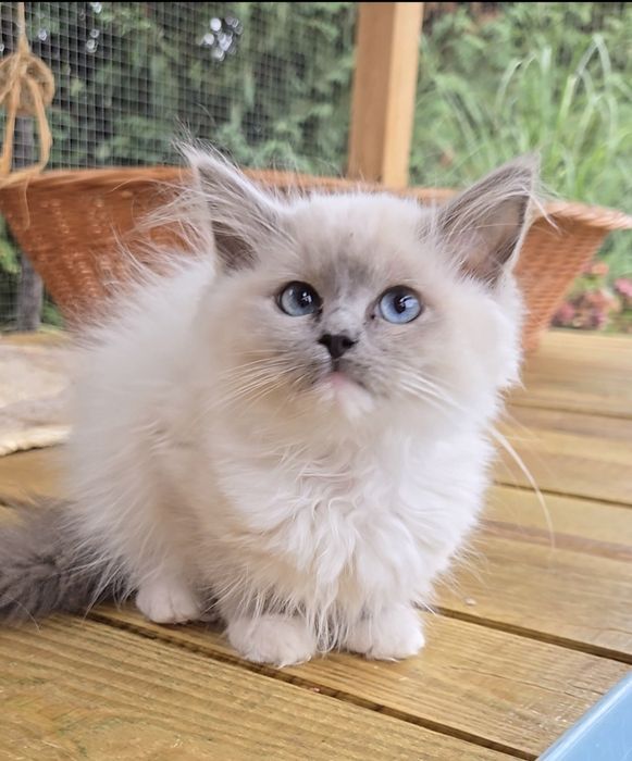 Kocurek Ragdoll Julek Na Kujawach*PLL