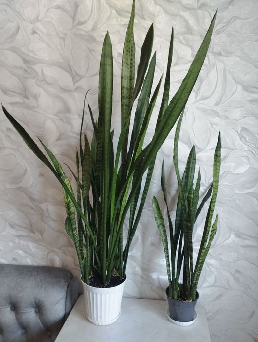 Кротон фікус сансивьєрія молодило квіти для офісу