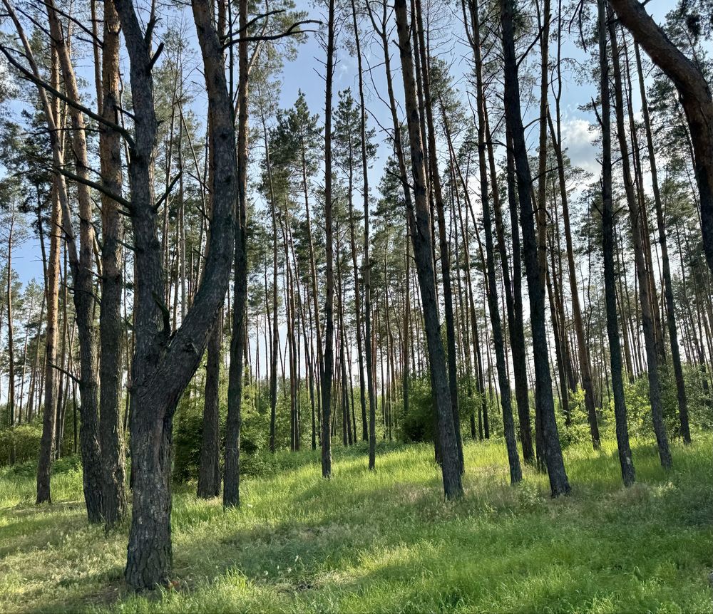 Земельна ділянка біля озера! 20 соток. Нове Залісся.