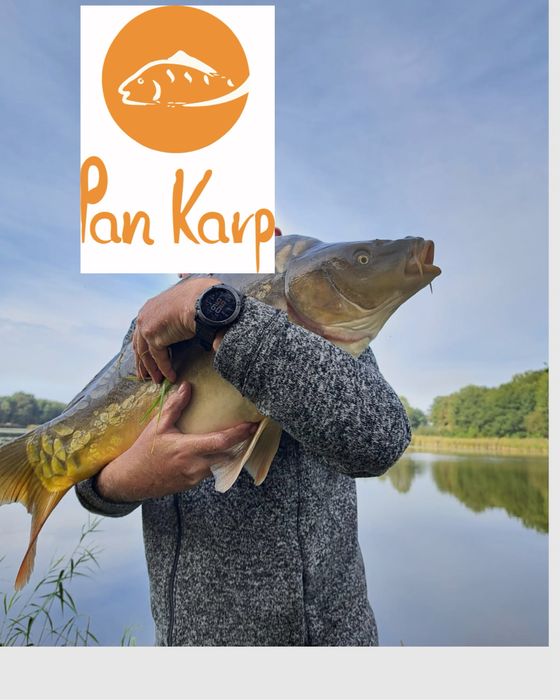 Karpie duże na łowisko od 10 kg/szt,  karp tarlak