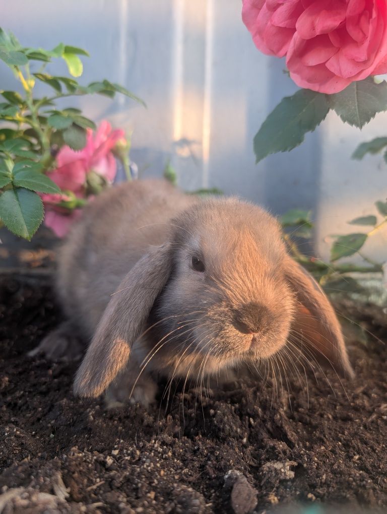 Mini lop, baranek miniaturka, metryka