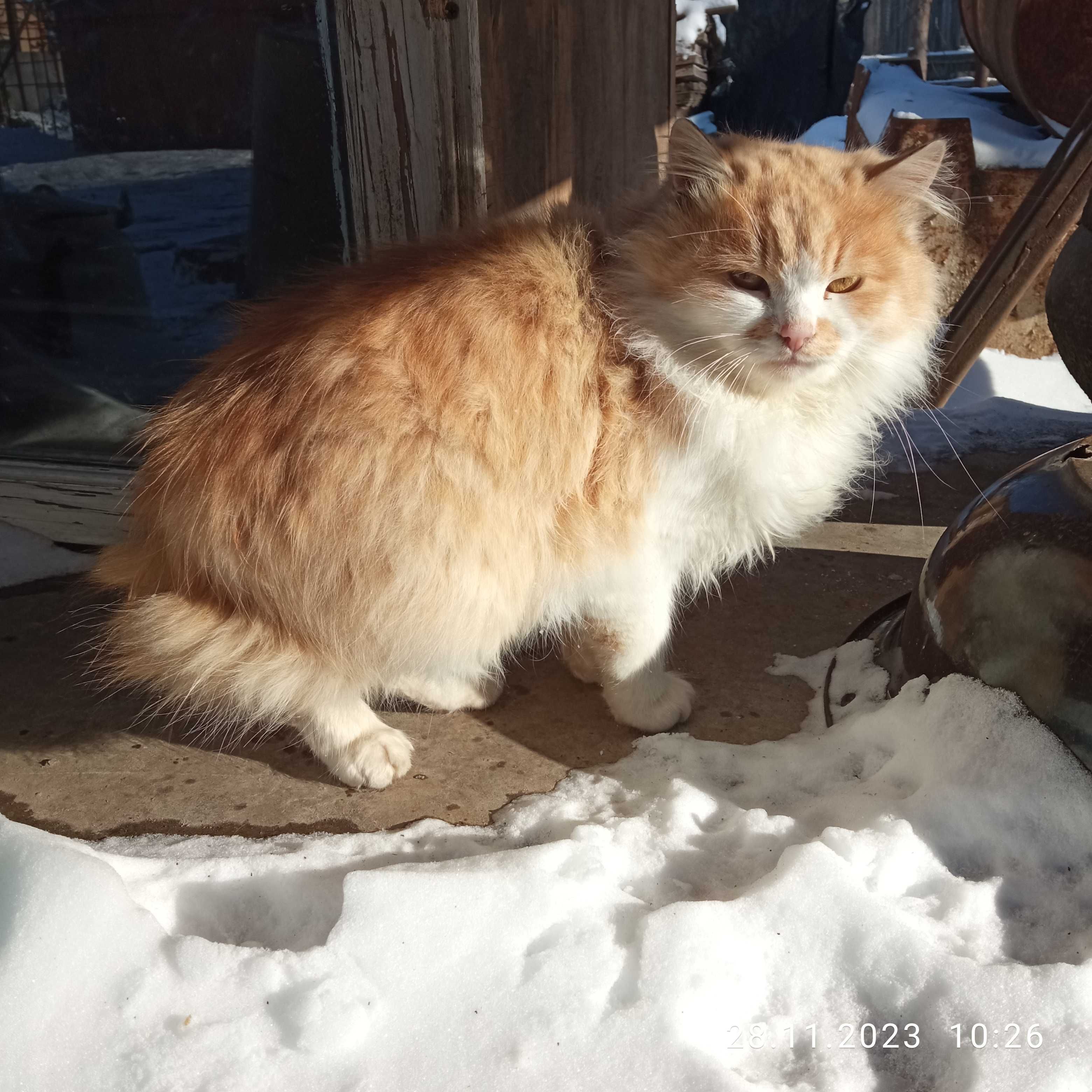 Віддам кота віком півтора роки