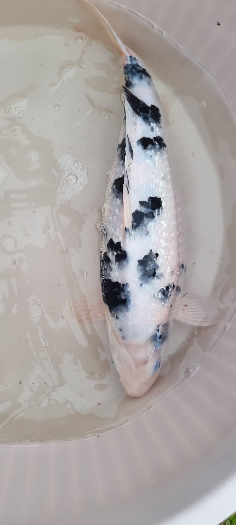 Carpa Koi - 44 cm